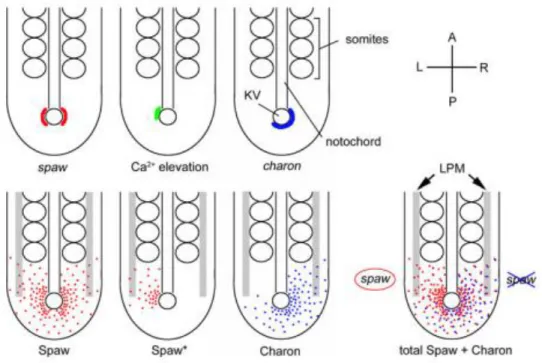 Fig. 11 Symmetry breaking at the Kupffer’s vesicle and signal transfer to the lateral plate  mesoderm