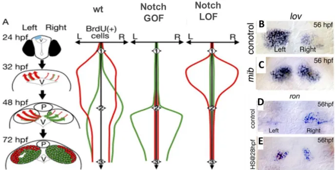 Fig  15.  Asymmetric  waves  of  neuronal  differentiation  contribute  to  control  the  fate  of  habenular neurons