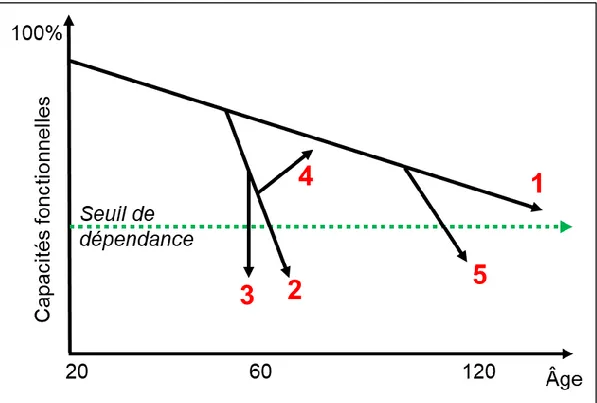 Figure 1 Les trajectoires du vieillissement 