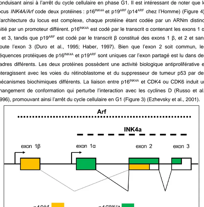 Figure 4 Structure du locus du gène INK4A/Arf 