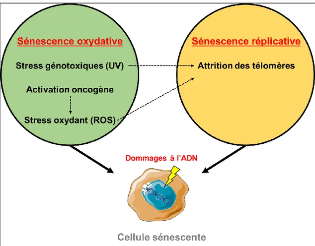 Figure 14 Les différents inducteurs de la sénescence cellulaire 