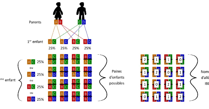 Figure 20 - Calcul des coefficients IBD pour une paire Frère/Sœur 