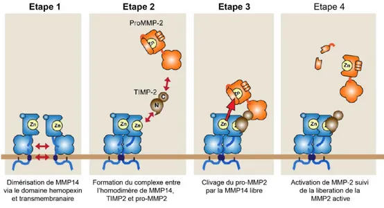 Figure 8 : Formation du complexe MMP14-TIMP2-proMMP2 lors de l’activation de MMP2.  