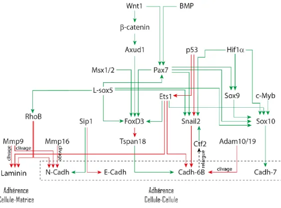 Figure  11  :  Cascade  des  facteurs  régulant  la  transition  épithélio-mésenchymateuse  des  crêtes  neurales céphaliques