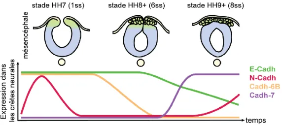 Figure 12 : Dynamique des cadhérines lors de la transition épithélio-mésenchymateuse des crêtes  neurales céphaliques