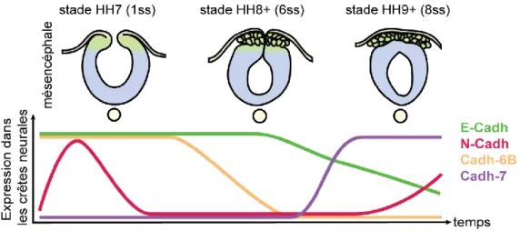 Figure 12 : Dynamique des cadhérines lors de la transition épithélio-mésenchymateuse des crêtes  neurales céphaliques