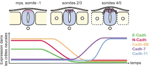Figure 14 : Dynamiques des cadhérines lors de la transition épithélio-mésenchymateuse des crêtes  neurales troncales