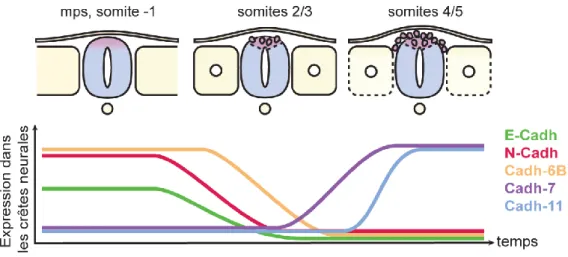 Figure 14 : Dynamiques des cadhérines lors de la transition épithélio-mésenchymateuse des crêtes  neurales troncales