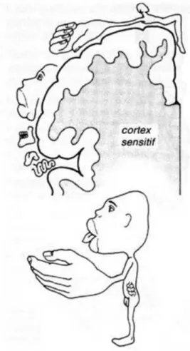 Figure 2 : Homonculus sensitif du neurochirurgien Penfield, W et Rasmussen,T, 1957. 