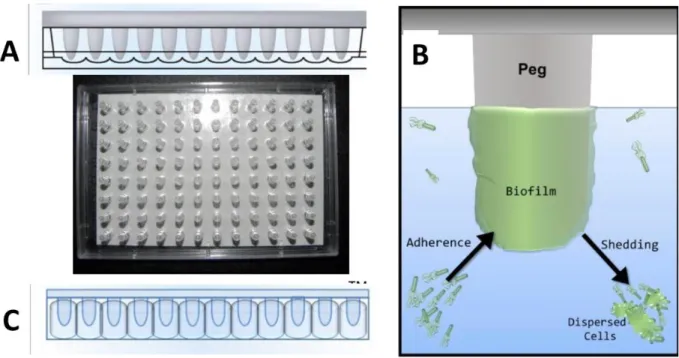 Figure 9 : Le CBD et la détermination de la MBEC. A/ Formation du biofilm, B/ Schéma d’un biofilm sur un picot, C/  Transfert du couvercle avec les picots sur une plaque 96 puits