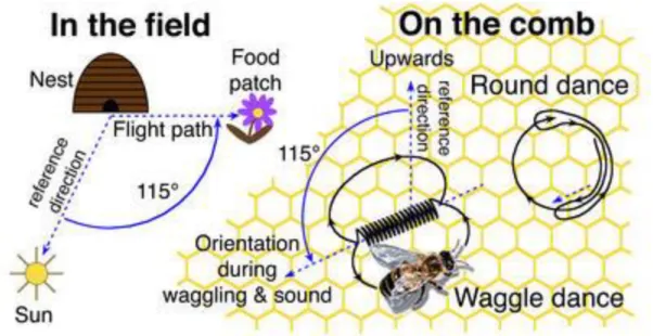 Figure 2: The round dance indicates a resource close to the nest. The waggle dance indicates the orientation  of the resource
