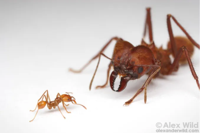 Figure 3: Major and minor workers of Atta cephalotes demonstrating the size extremes among worker ants  in a single leafcutter ant colony