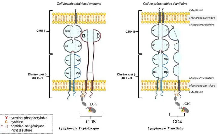 Figure  4  :  Représentation  des  corécepteurs  CD8  et  CD4  complexés  au  CMH-­I  et  CMH-­II  