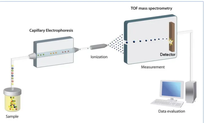 Figure 6. Schematic representation of the CE-MS workflow for urine analysis, adapted from [230]
