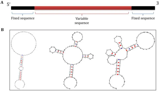 Figure 7. A. Schematic representation of an aptamer showing the random sequence flanked by two fixed  sequences, which are complementary to PCR primers