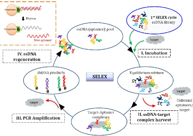 Figure 8. The systematic evolution of ligands by exponential enrichment (SELEX) cycle for selection  of aptamers from an ssDNA library