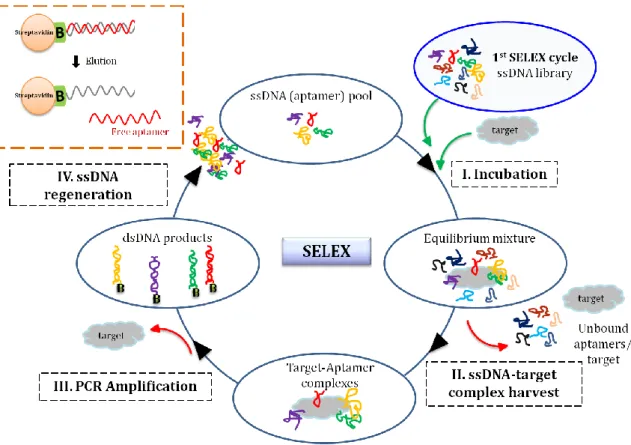 Figure 8. The systematic evolution of ligands by exponential enrichment (SELEX) cycle for selection  of aptamers from an ssDNA library