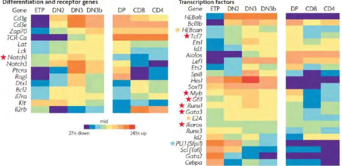 Figure  4  -  Profil  d’expression  de  différents  gènes  impliqués  dans  le  développement  et  la  sélection  du  lignage  T  en  fonction  des  différents  stades  de  différenciation