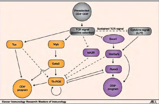 Figure  6  -  Choix  du  lignage  CD4 + /CD8 +   et  FT  associés  au  choix  de  lignage