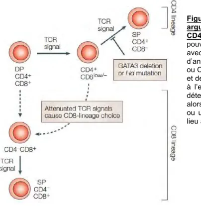 Figure  7  -  La  force  du  signal  TCR,  un  argument  faisant  pencher  la  balance  CD4/CD8  SP