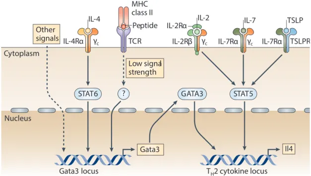 Figure 10 - Développement des LT CD4 en Th2. Les LT CD4 se différencient en Th2 en présence 