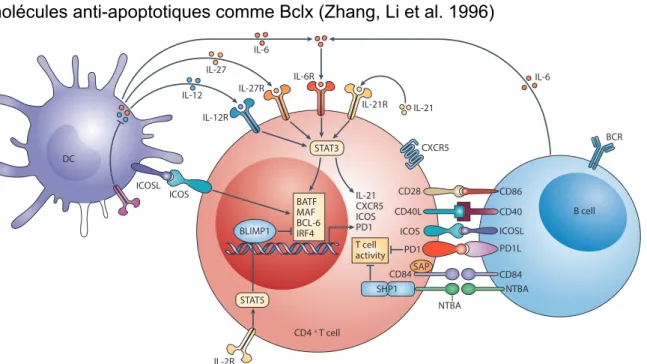 Figure 11 - La différenciation des Tfh. Pour se différencier en Tfh, les LT CD4 doivent interagir 