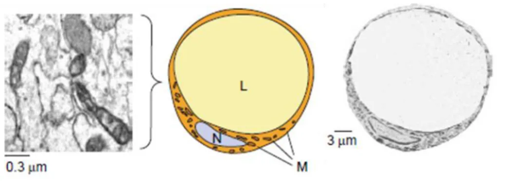 Figure 3: Representation and transmission electron microscopy of the morphology of white adipocytes