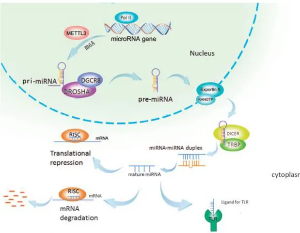 Figure 10: The classical pathway of microRNA biogenesis.  