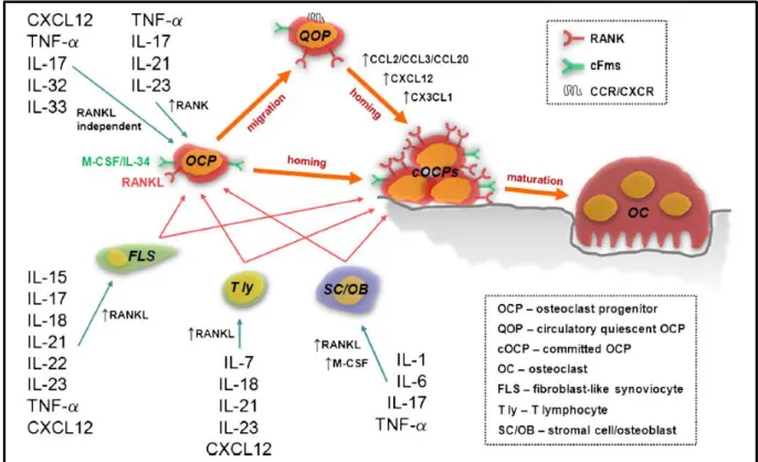 Figure 19. Induction de l’ostéoclastogénèse en contexte d’arthrite.  IL interleukine, TNF-α : tumor necrosis  factor  α,  RANK  :  receptor  activator  of  nuclear  factor-κB,  RANKL  :  RANK  ligand,  M-CSF  :  macrophage  colony  stimulating factor, cFms