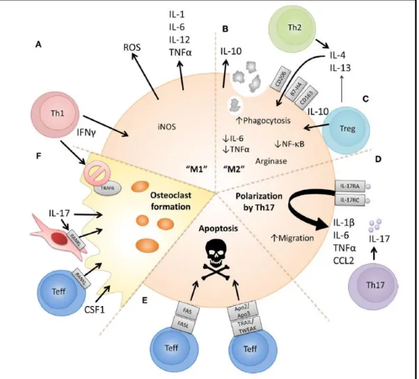 Figure  20.  Proposition  des  mécanismes  cellulaires  et  moléculaires  par  lesquels  les  lymphocytes  T  CD4 +