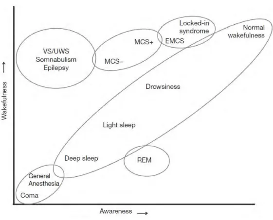 Figure 1.1.3. Interaction between arousal and awareness in different states of (un)consciousness