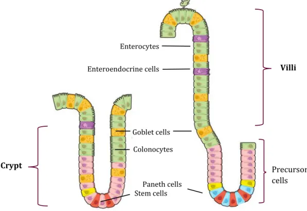 Figure 3. Organization of the small intestine and the colon. Illustration of the colon (left) and  small intestine (right)