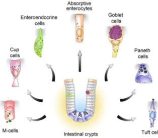Figure 4. Illustration of the epithelial cells that are present in the intestine.  