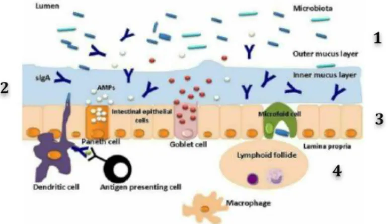 Figure 14. Structure of the defence lines of the intestinal barrier. (1) The first line of defence  is the lumen (2) the second is the layer of mucus