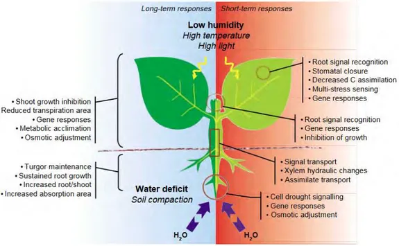 Figure 5 : Réponse adaptative de la plante au stress hydrique à court et long terme. (Chaves et al., 2003) 