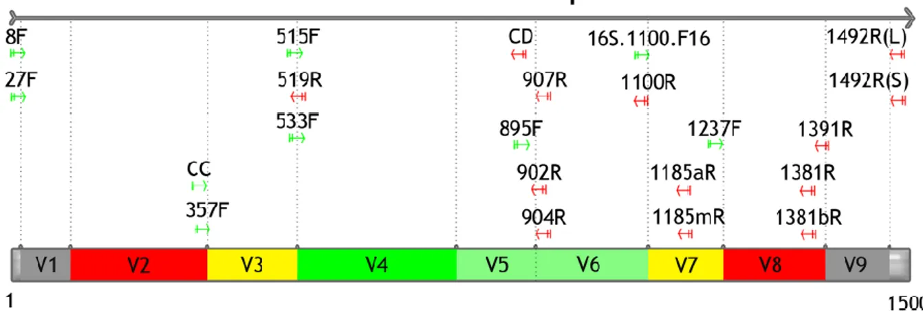 Figure 2.12 : Représentation schématique des différentes régions variables du gène codant  pour l’ARNr 16S