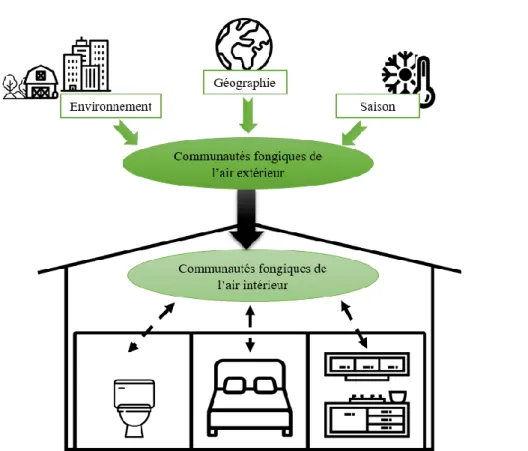 Figure 2.14 : Schéma de la structure des communautés fongiques de l’air. 