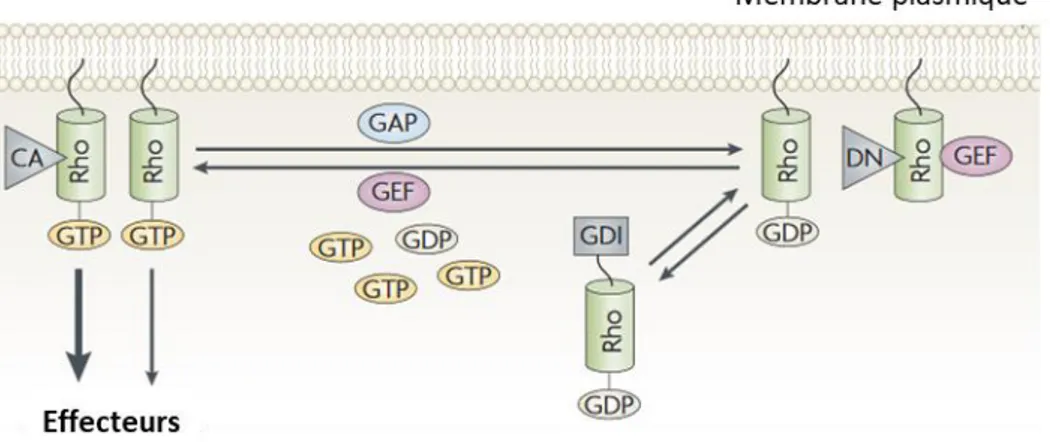 Figure 3 : Cycle d’activation/inactivation des GTPases Rho « classiques ».  Les Rho alternent entre un état inactif (lié au  GDP)  et un  état  actif  (lié  au  GTP)