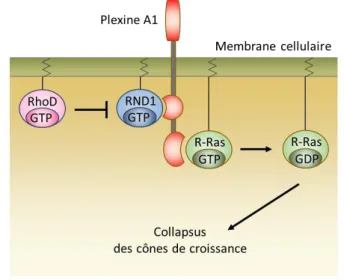 Figure  12  :  Schéma  récapitulatif  des  effets  de  RND1  sur  la  formation  des  connexions  nerveuses  dépendant  de  la  plexine A1 (Adapté de Chardin, 2006).