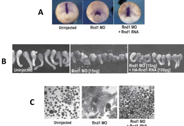 Figure  15  :  Effets  de  RND1  sur  le  développement  embryonnaire  du  Xénope.  (A)  Les  cellules  de  la  notochorde  d’embryons  de  Xénope  sont  localisées  par  la  technique  d’hybridation  in  situ