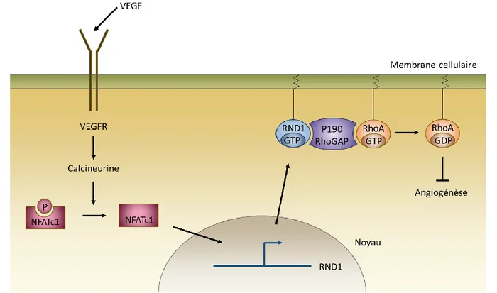 Figure  16  :  Schéma  récapitulatif  des  effets  de  RND1  sur  l’angiogenèse  dans  un  mécanisme  dépendant  de  la  voie  VEGFR/Calcineurine/NFATc1 (Adapté de Suehiro et al., 2014).