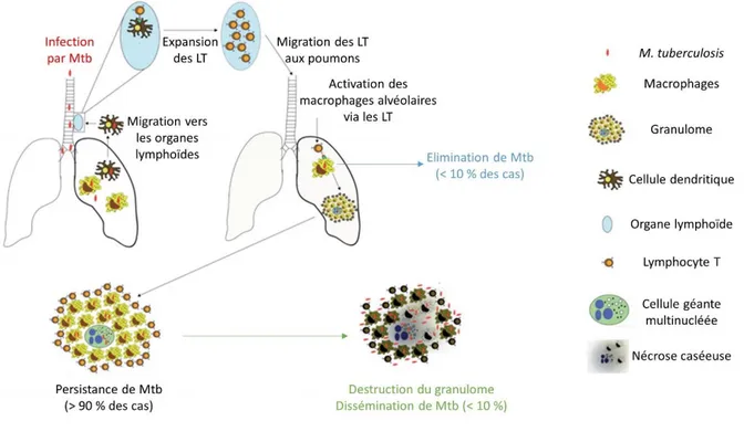 Figure 6 : Schéma résumant l’infection pulmonaire par M. tuberculosis et la réponse immunitaire de  l’hôte, adapté de (Hanekom, Abel et al