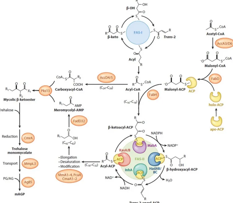 Figure 14 : Enzymes impliquées dans la voie de biosynthèse des acides mycoliques (Jankute, Cox et  al