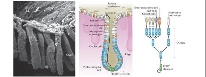 Figure 4 : Composition cellulaire de l’épithélium colique humain. 