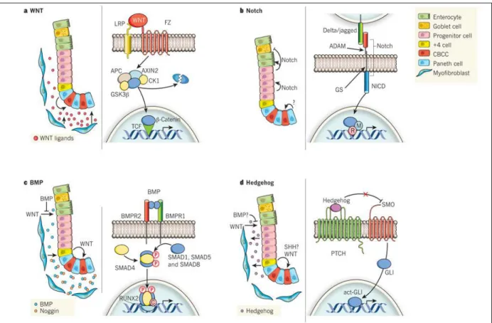 Figure 6 : Les voies de signalisation impliquées dans l’homéostasie des cellules souches coliques