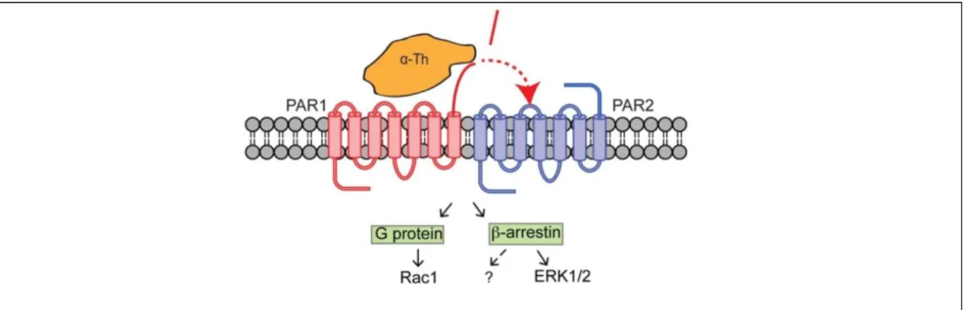 Figure 18 : Transactivation de PAR 2  via PAR 1 . 