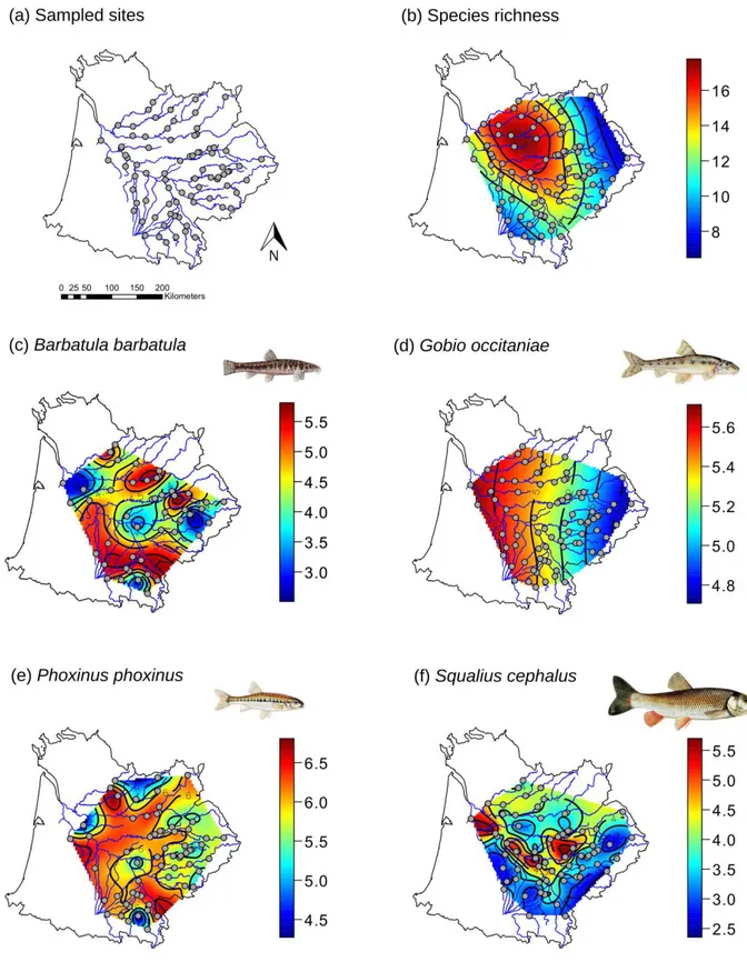 Figure  II-2: Maps representing the spatial distribution of interpolated species richness (a) and allelic  richness  of  B