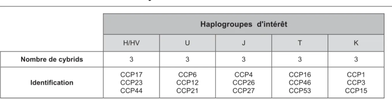 Tableau 5 : Haplogroupes  d'intérêt  H/HV  U  J  T  K  Nombre de cybrids  3 3 3 3 3  Identification  CCP17 CCP23  CCP44  CCP6  CCP12 CCP21  CCP4  CCP26 CCP27  CCP16 CCP46 CCP53  CCP1 CCP3  CCP15  Dans la suite de ce manuscrit, nous avons étudié les cybride