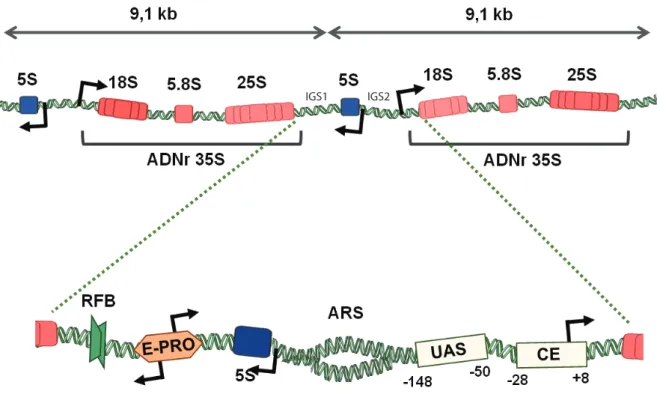 Figure 7. Organisation d’une répétition en tandem de gènes d’ADN ribosomique (ADNr) de S.c