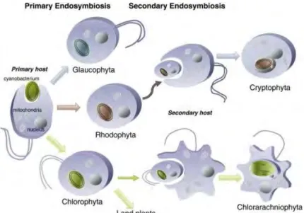 Fig.  2  Schéma  des  endosymbioses  primaires  et  secondaires  des  chloroplastes.  L'endosymbiose 